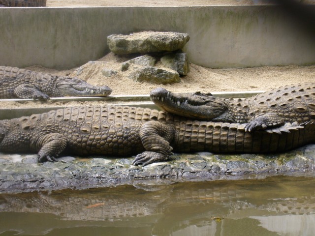 P1020077_Nile_Crocodiles_At_Le_Vanille2.JPG