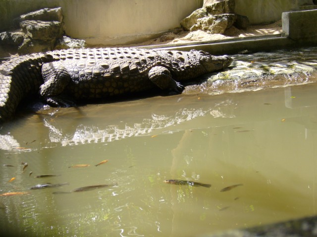 P1020078_Nile_Crocodiles_At_Le_Vanille3.JPG