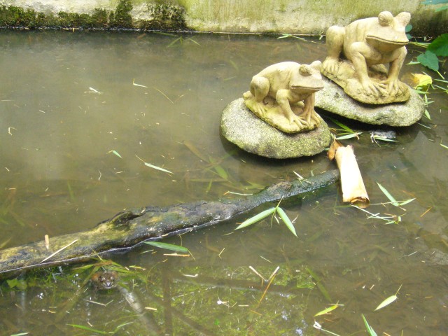 P1020079_Bullfrog_At_Le_Vanille.JPG