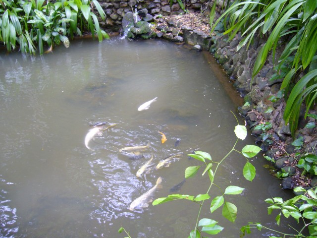 P1020080_Koi_Carps_At_Le_Vanille1.JPG
