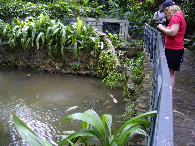 P1020081_Koi_Carps_At_Le_Vanille2.JPG