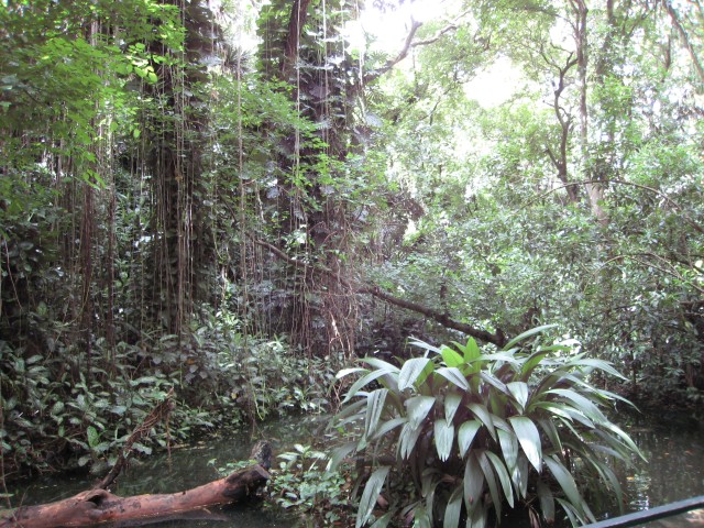 P1020082_Walk_In_Rainforest_At_Le_Vanille_c.JPG