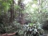P1020082_Walk_In_Rainforest_At_Le_Vanille_c_thumb.jpg