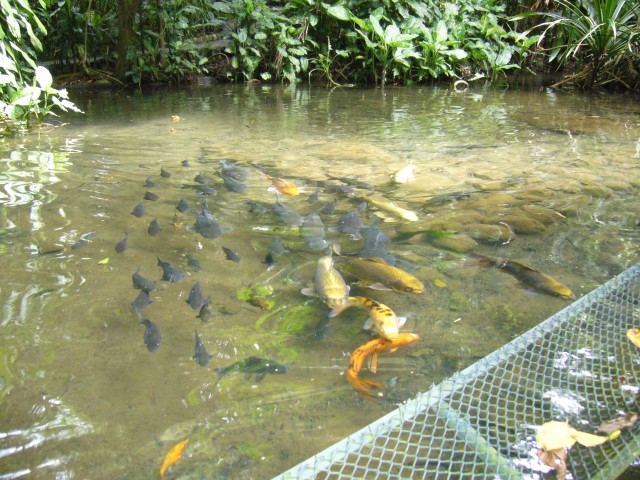 P1020086_Fisches_At_Le_Vanille3.JPG