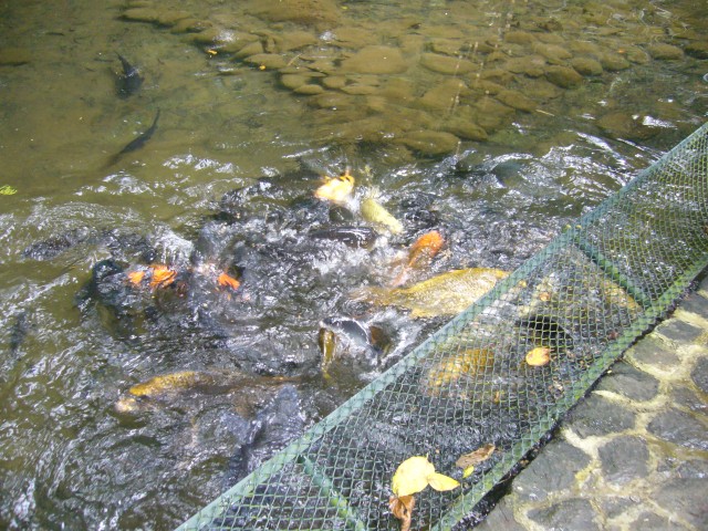 P1020087_Fisches_At_Le_Vanille4.JPG