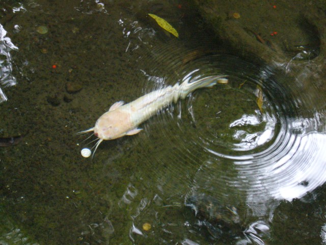 P1020090_Fisches_At_Le_Vanille7.JPG