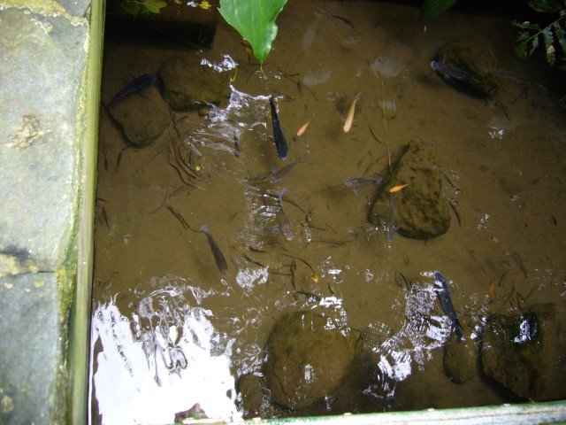 P1020092_Fisches_At_Le_Vanille8.JPG