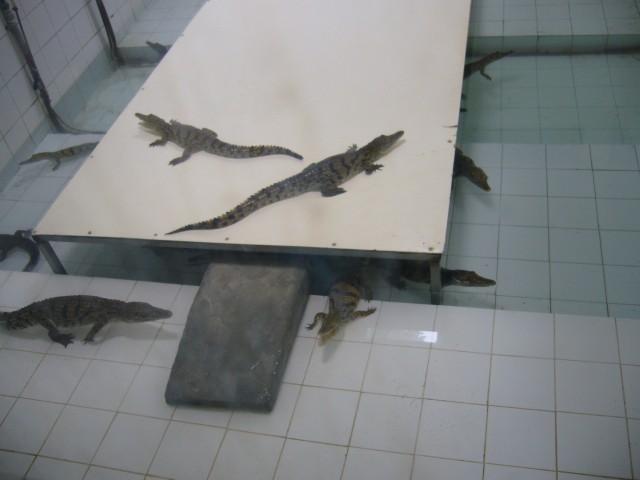 P1020094_Baby_Crocodiles_At_Le_Vanille1.JPG