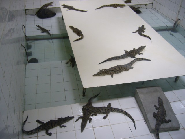 P1020095_Baby_Crocodiles_At_Le_Vanille2.JPG