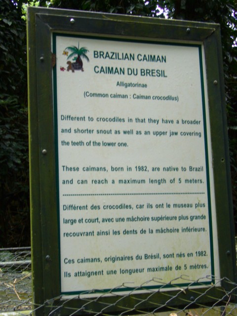 P1020096_Brazilian_Caiman_At_Le_Vanille1.JPG