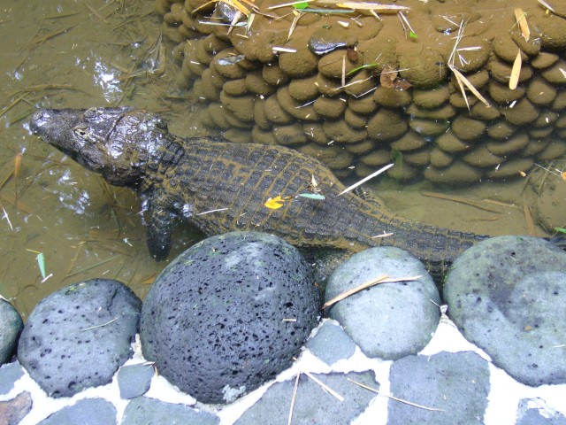 P1020097_Brazilian_Caiman_At_Le_Vanille2.JPG