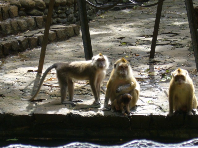 P1020099_Monkeys_At_Le_Vanille1.JPG