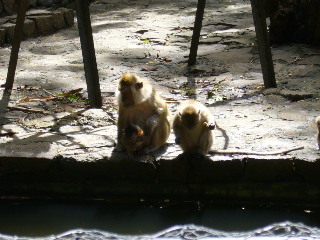P1020100_Monkeys_At_Le_Vanille2.JPG