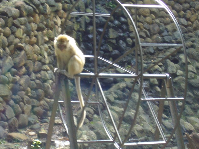 P1020101_Monkeys_At_Le_Vanille3.JPG