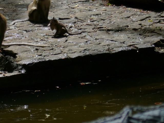 P1020102_Monkeys_At_Le_Vanille4.JPG