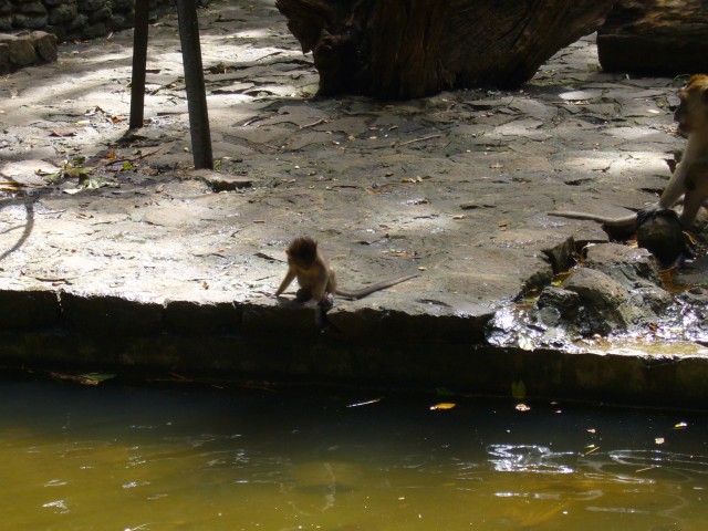 P1020104_Monkeys_At_Le_Vanille5.JPG