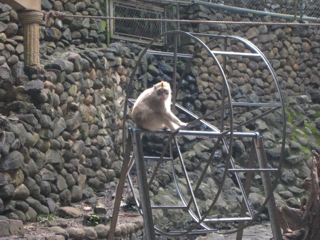 P1020104_Monkeys_At_Le_Vanille6_c.JPG