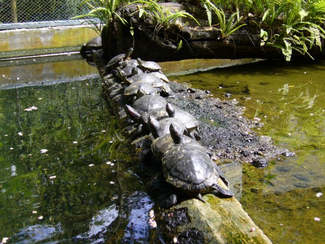 P1020106_Water_Turtles_At_Le_Vanille.JPG
