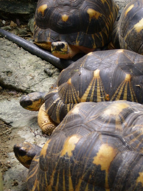 P1020108_Yellow_Turtles_At_Le_Vanille2.JPG