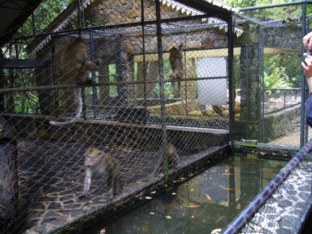 P1020109_Monkey_Mother_At_Le_Vanille1.JPG