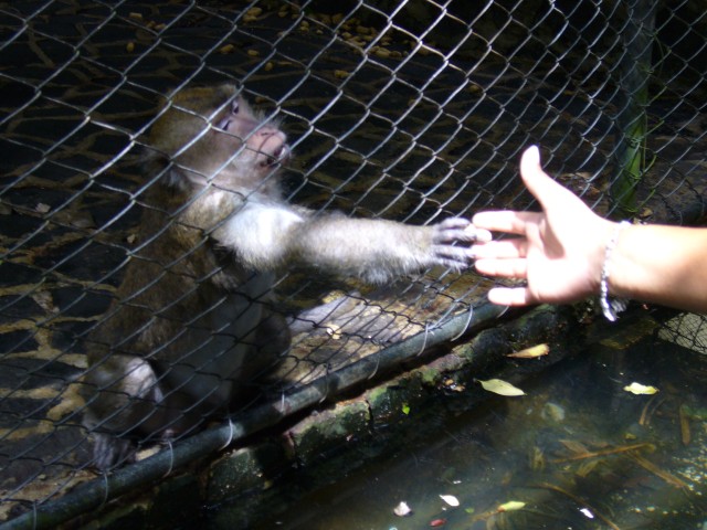 P1020110_Monkey_Mother_At_Le_Vanille2.JPG