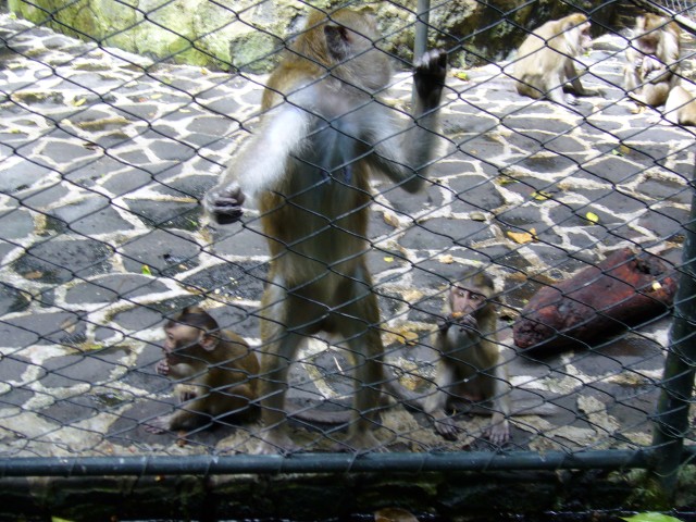P1020112_Monkey_Mother_At_Le_Vanille3.JPG