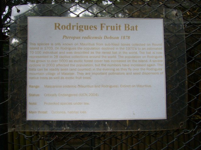 P1020113_Rodrigues_Fruit_Bat_At_Le_Vanille1.JPG