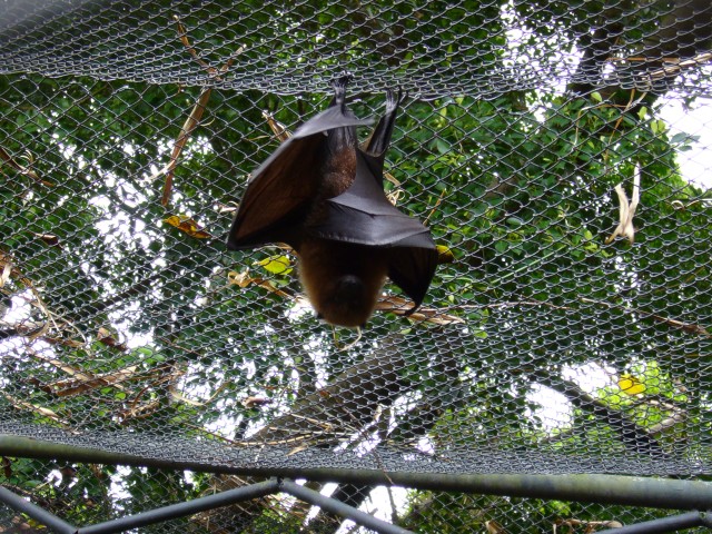 P1020114_Rodrigues_Fruit_Bat_At_Le_Vanille2.JPG
