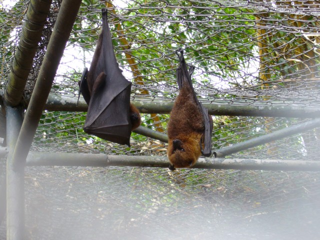 P1020115_Rodrigues_Fruit_Bat_At_Le_Vanille3.JPG