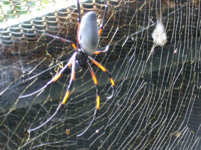 P1020116_Big_Spider_At_Le_Vanille.JPG