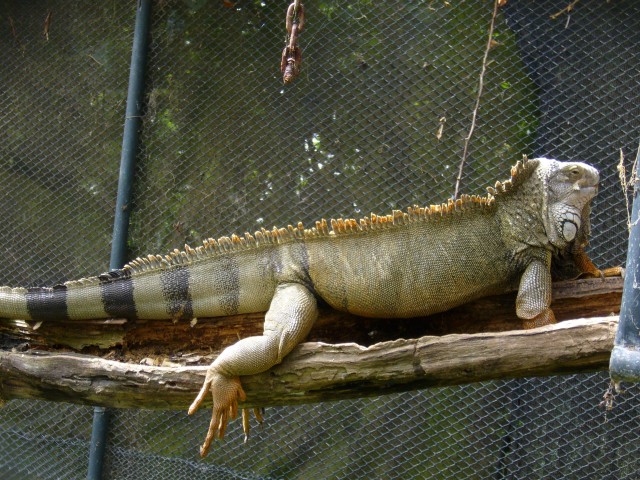 P1020117_Big_Iguana_At_Le_Vanille.JPG