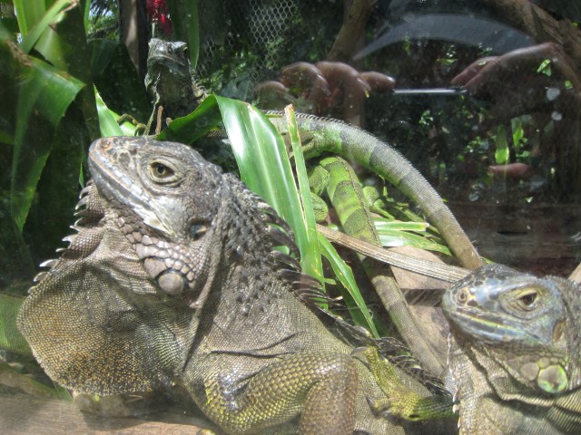 P1020117_Big_Iguanas_Closeup_At_Le_Vanille_c.JPG