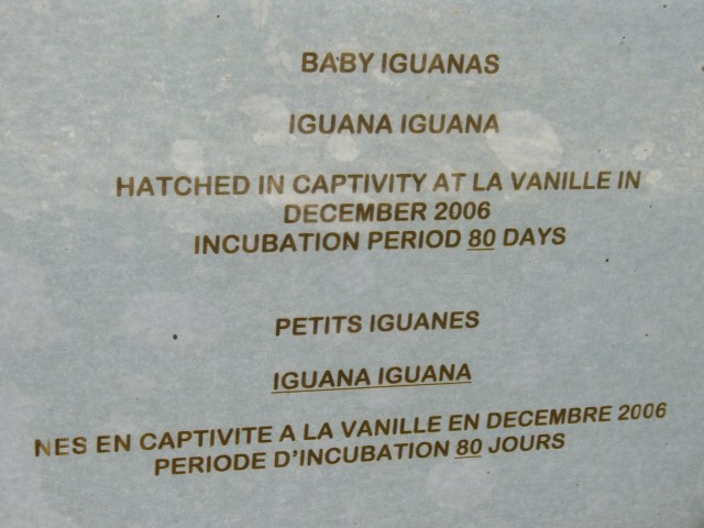 P1020118_Baby_Iguana_At_Le_Vanille1.JPG