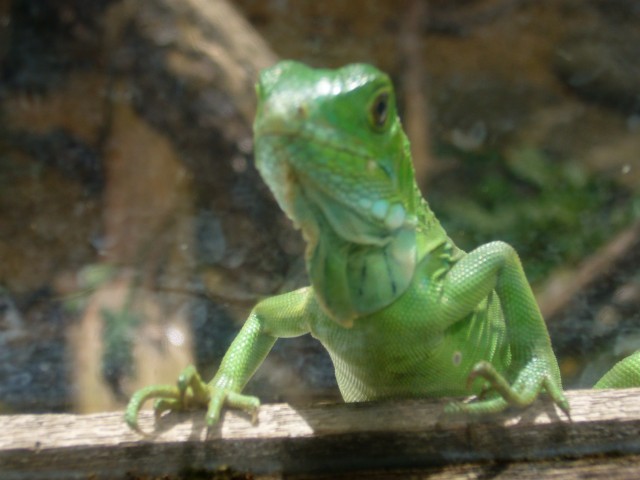 P1020119_Baby_Iguana_At_Le_Vanille2.JPG