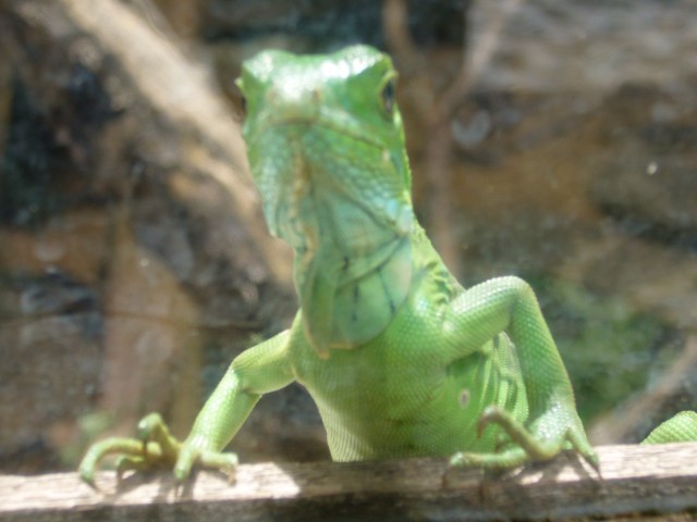 P1020120_Baby_Iguana_At_Le_Vanille3.JPG
