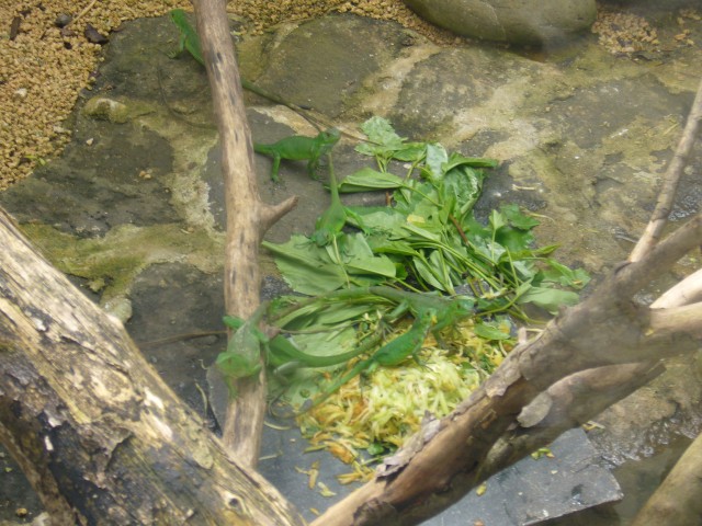 P1020121_Baby_Iguana_At_Le_Vanille4.JPG