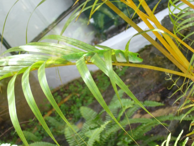 P1020122_Baby_Iguana_At_Le_Vanille5.JPG
