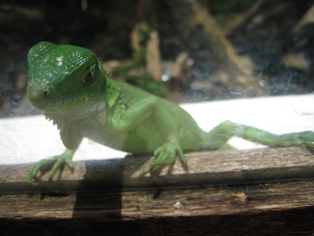P1020122_Baby_Iguana_At_Le_Vanille6_c.JPG
