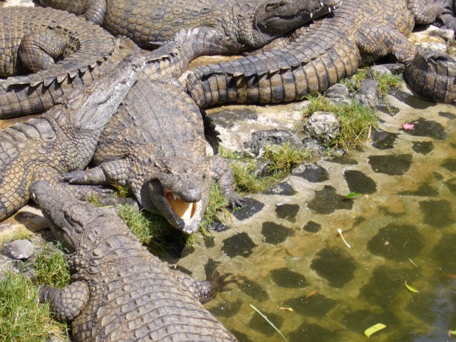 P1020124_Alligators_At_Le_Vanille1.JPG