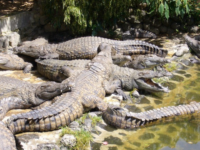 P1020125_Alligators_At_Le_Vanille2.JPG
