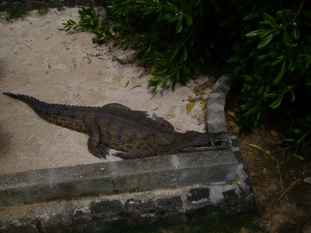 P1020126_Alligators_At_Le_Vanille3.JPG