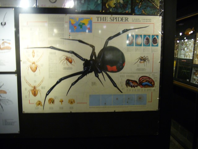 P1020127_Foto_Of_Spider_At_Le_Vanille.JPG