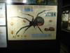 P1020127_Foto_Of_Spider_At_Le_Vanille_thumb.jpg