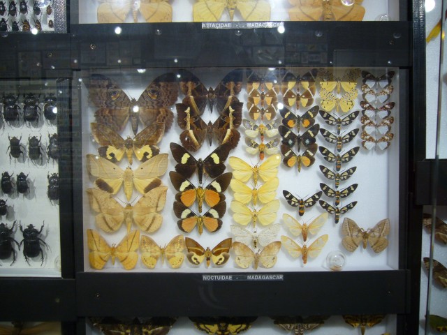P1020128_House_of_Insects_At_Le_Vanille1.JPG