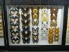P1020129_House_of_Insects_At_Le_Vanille2_thumb.jpg