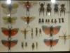 P1020130_House_of_Insects_At_Le_Vanille3_thumb.jpg