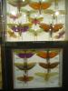 P1020131_House_of_Insects_At_Le_Vanille4_thumb.jpg