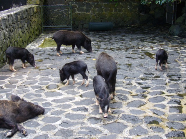 P1020133_Wild_Boars_At_Le_Vanille.JPG