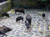 P1020133_Wild_Boars_At_Le_Vanille_thumb.jpg