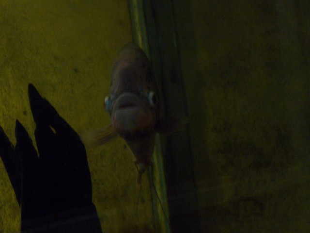 P1020135_Big_Fish_At_Le_Vanille.JPG